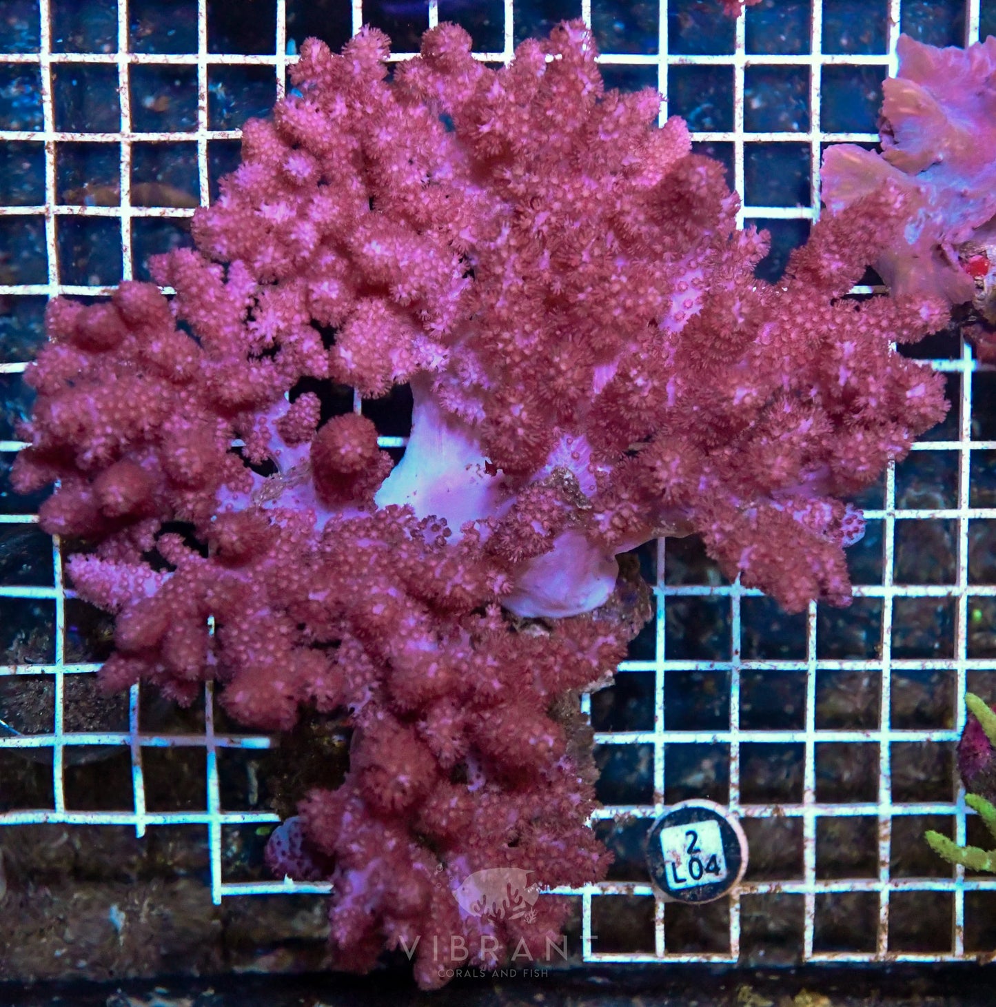 Colt Coral INDO