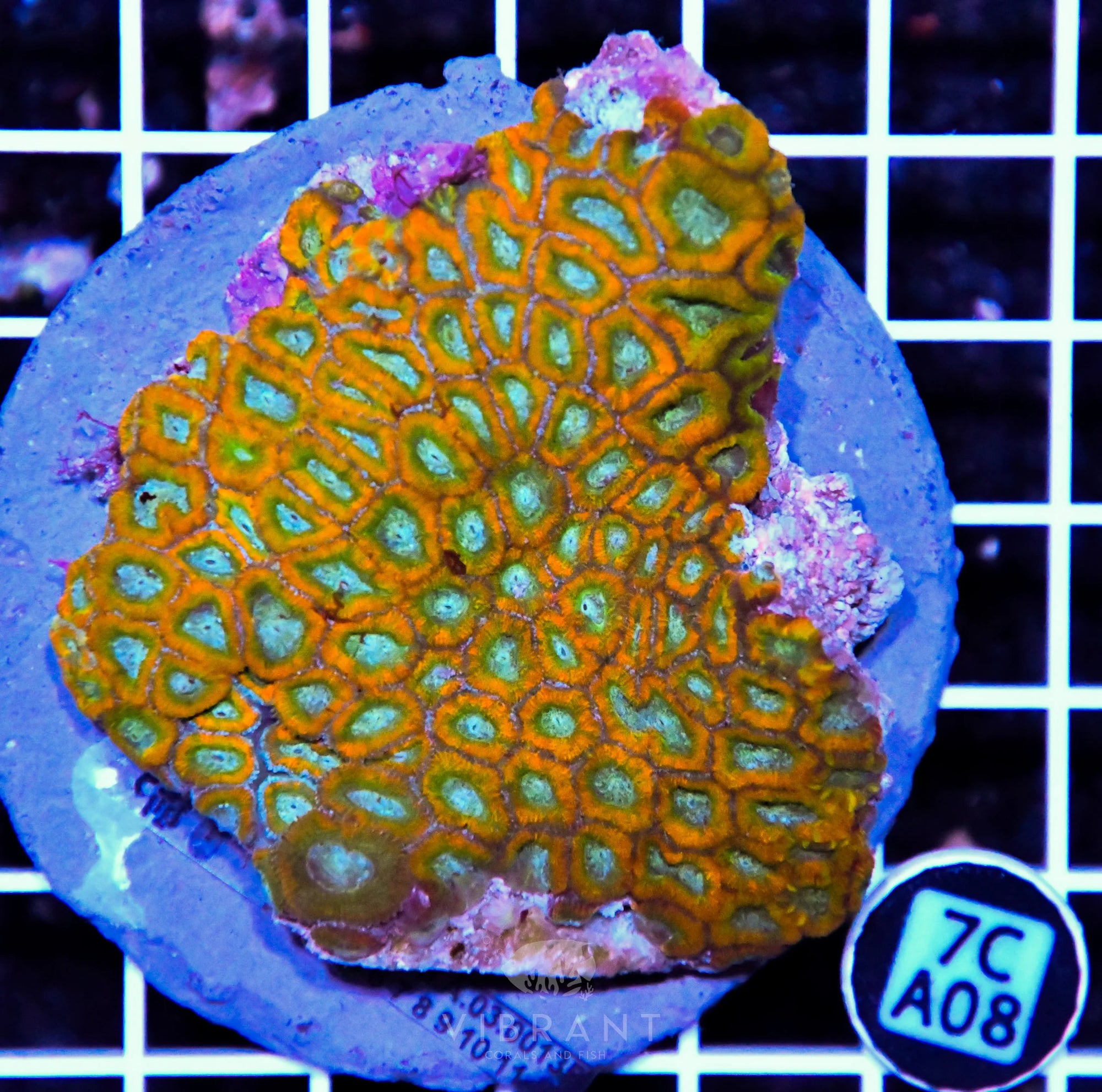 Micromussa INDO