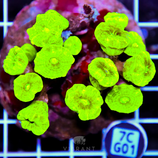 Candy Cane INDO