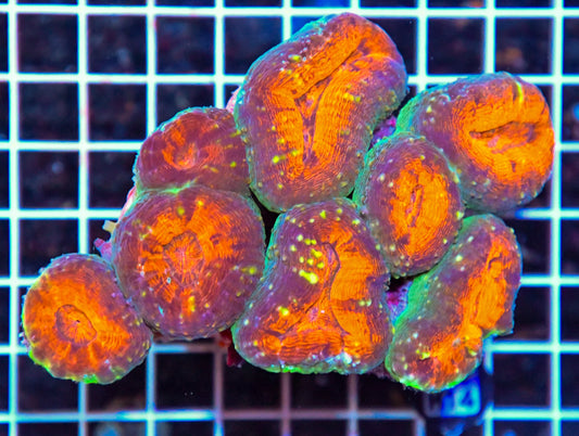 Lobophyllia INDO W