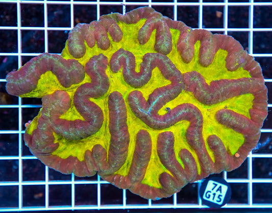 Symphyllia INDO W