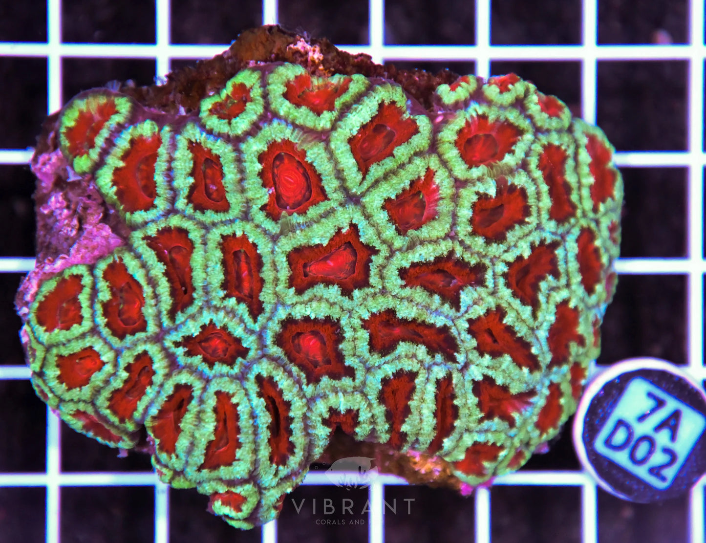 Acan Lord AUS