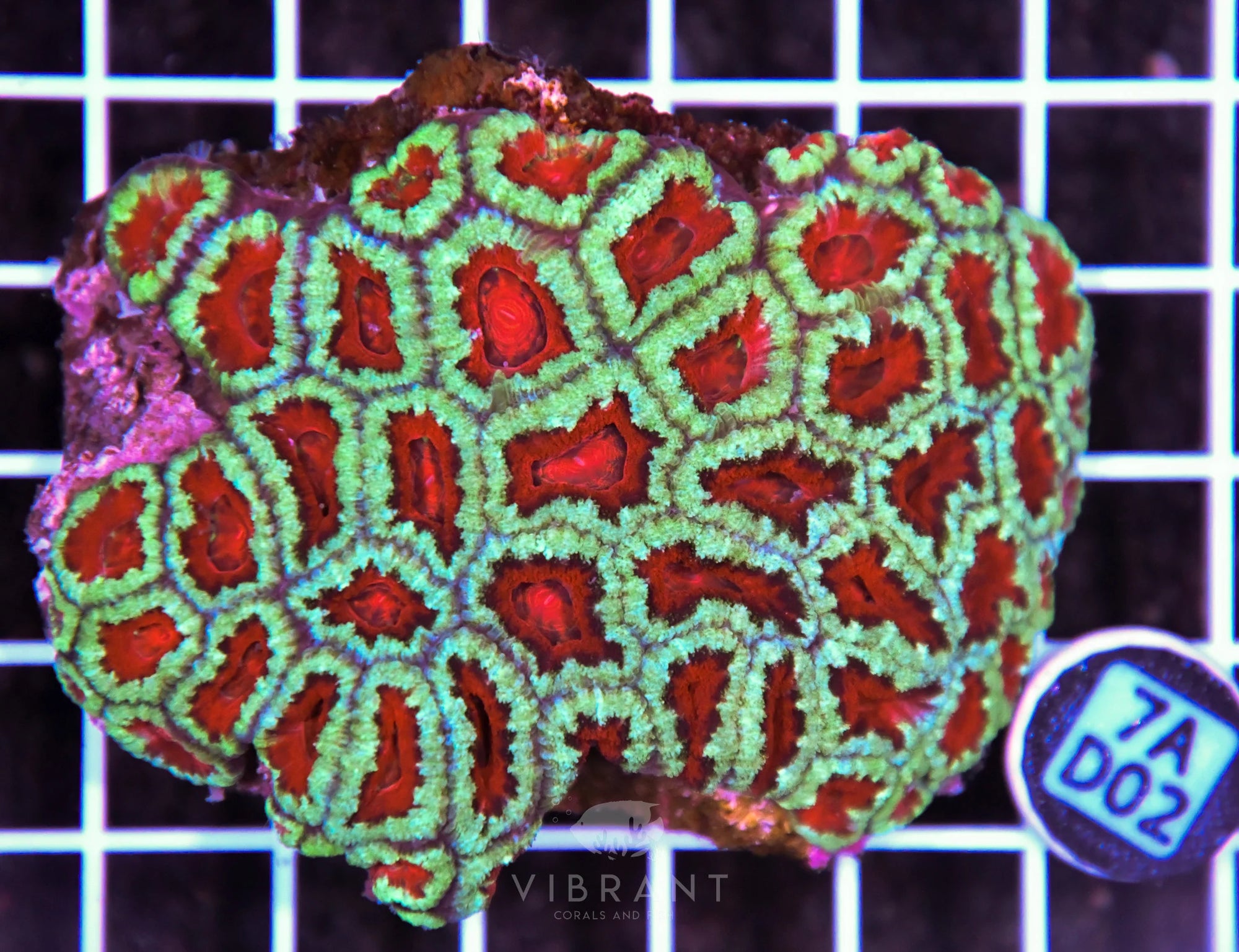Acan Lord AUS