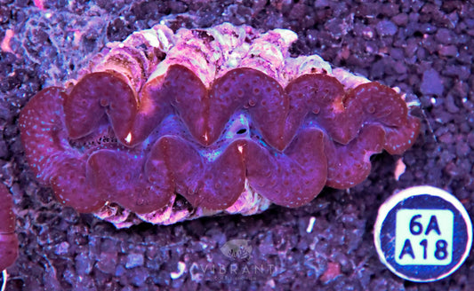 Clam NINGALOO