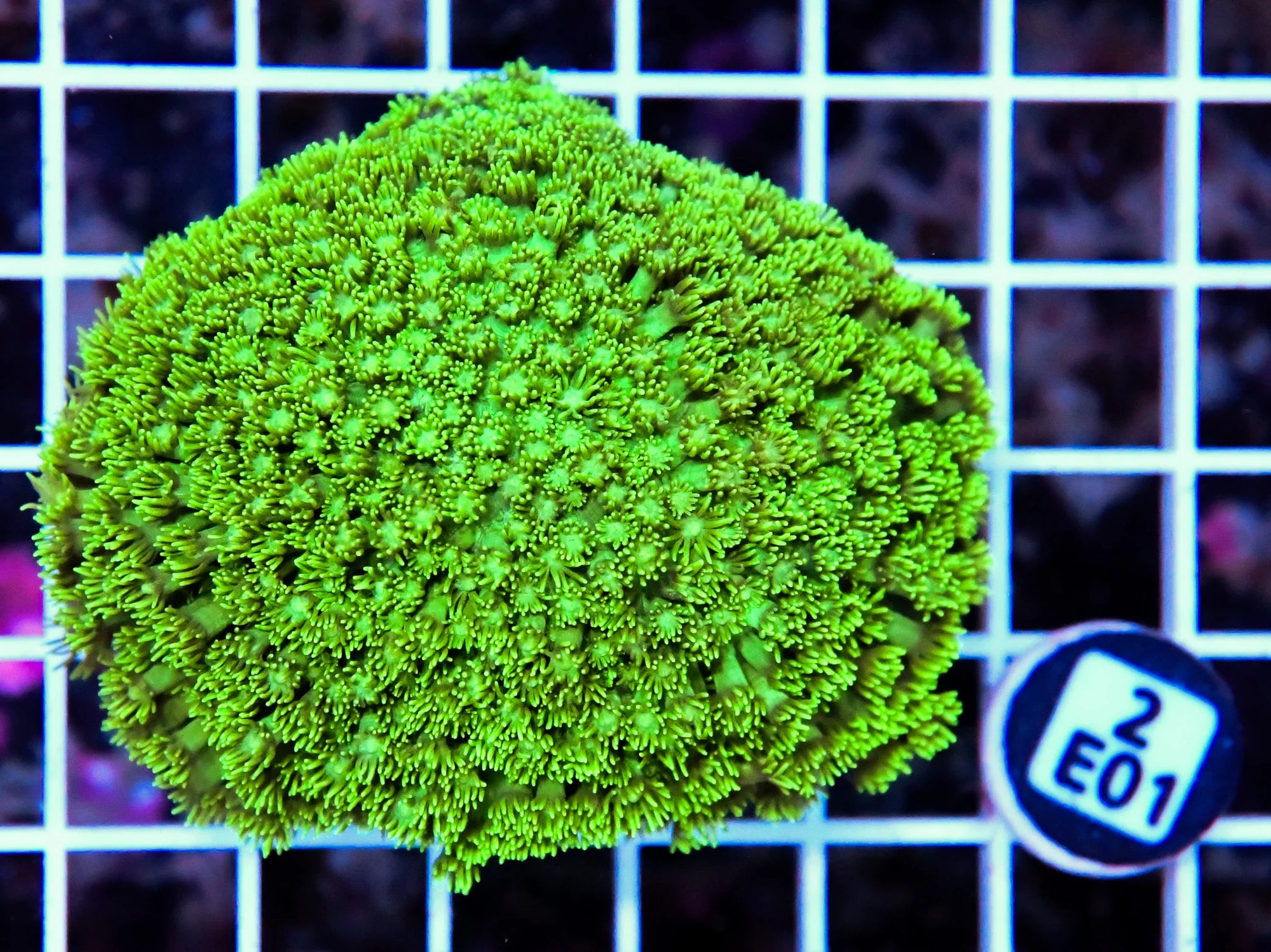 Goniopora INDO W