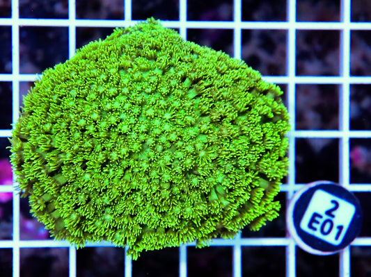 Goniopora INDO W