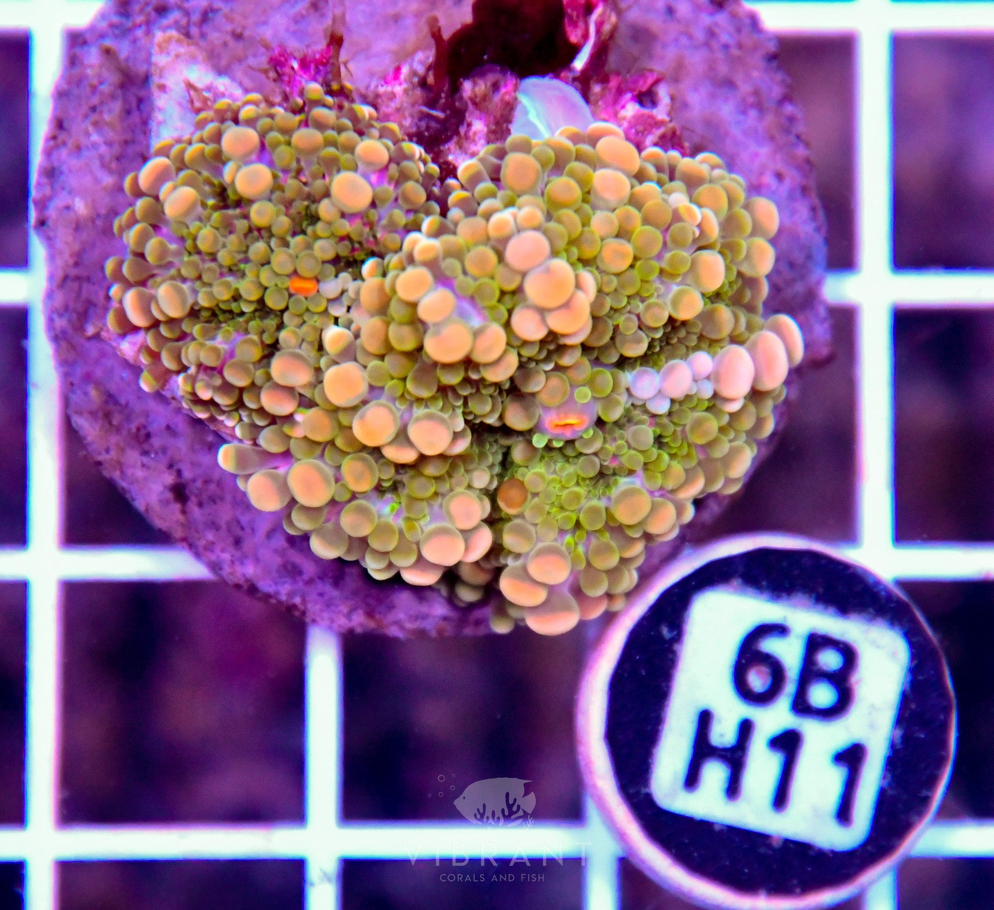 Mushroom INDO