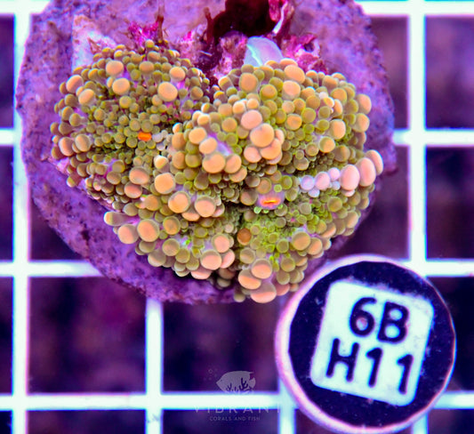 Mushroom INDO