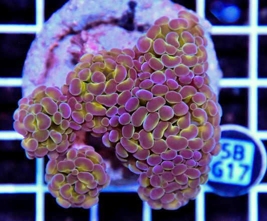 Hammer Branching INDO Halogram