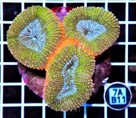 Symphyllia INDO