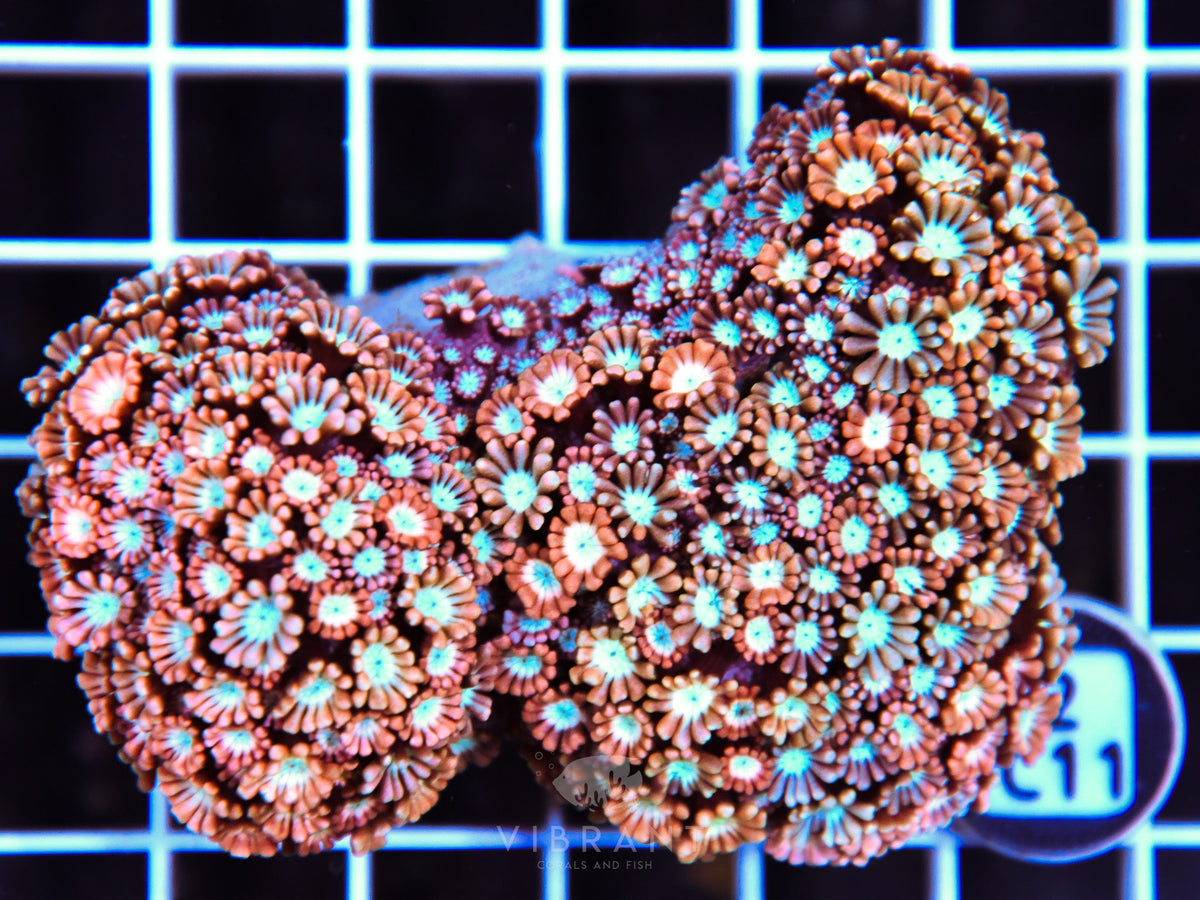 Alveopora AUS