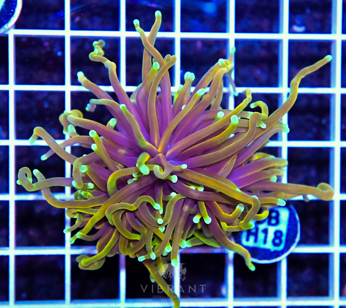 Frag Torch INDO W FAT HEAD