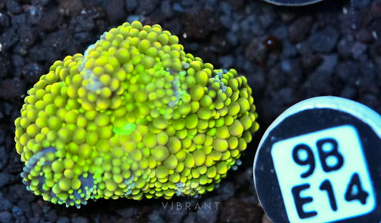 Ricordea Mushroom