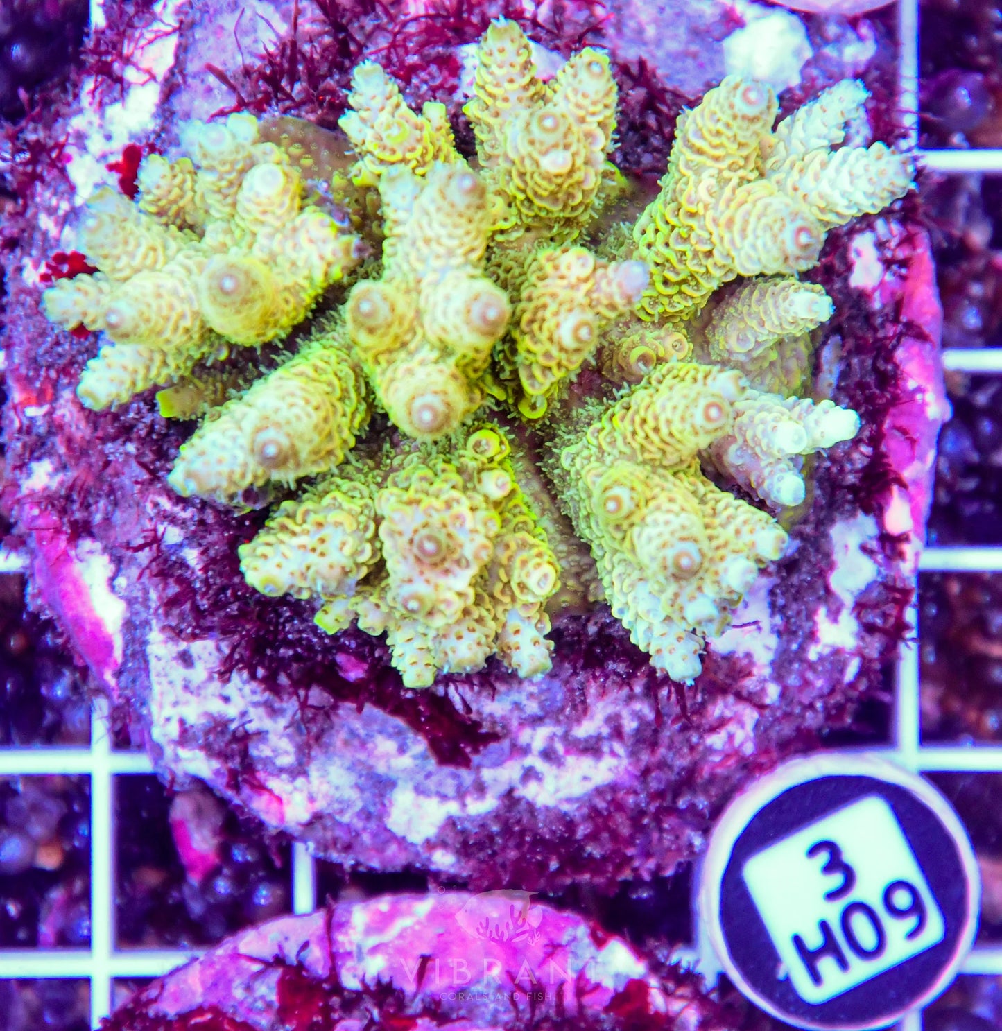 Acro INDO