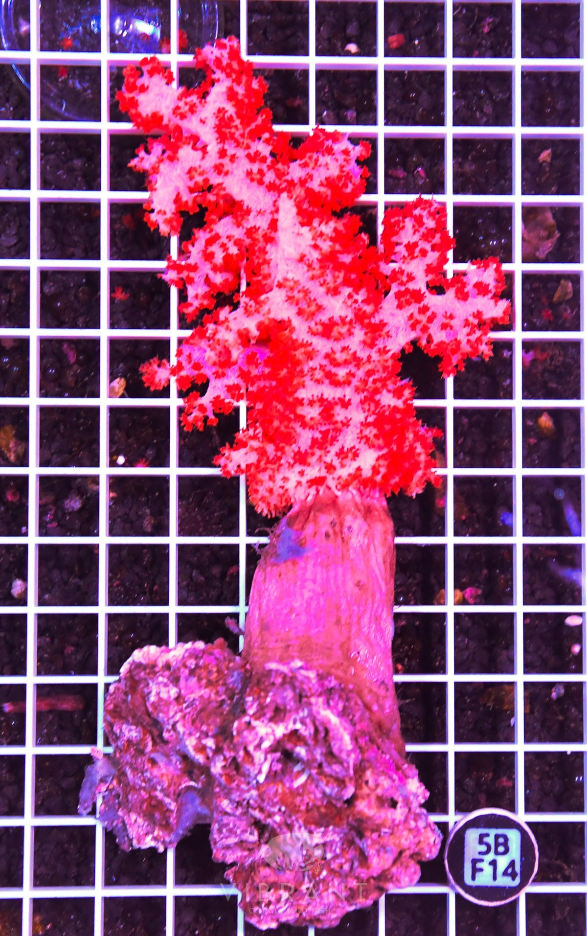 Carnation Coral INDO
