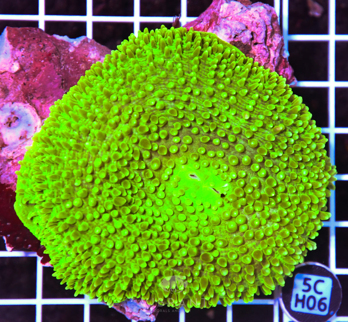 Mushroom INDO