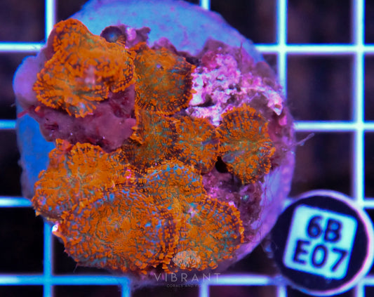 Mushroom INDO