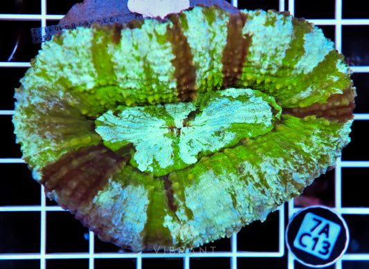 Symphyllia INDO