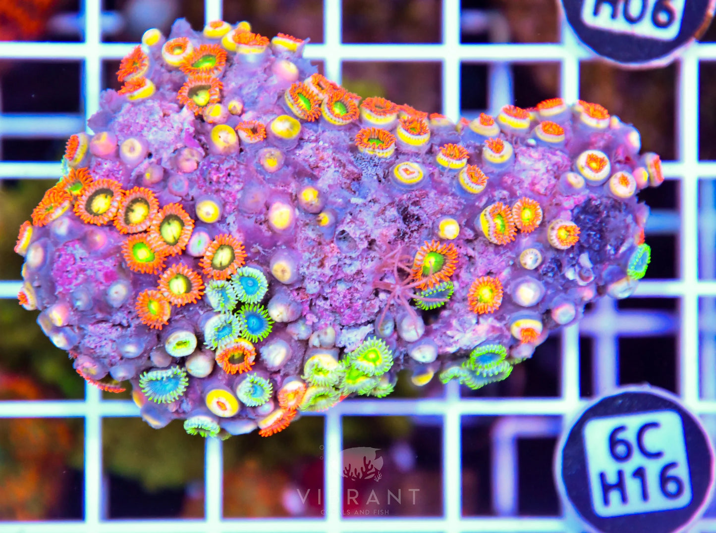 Zoa AUS