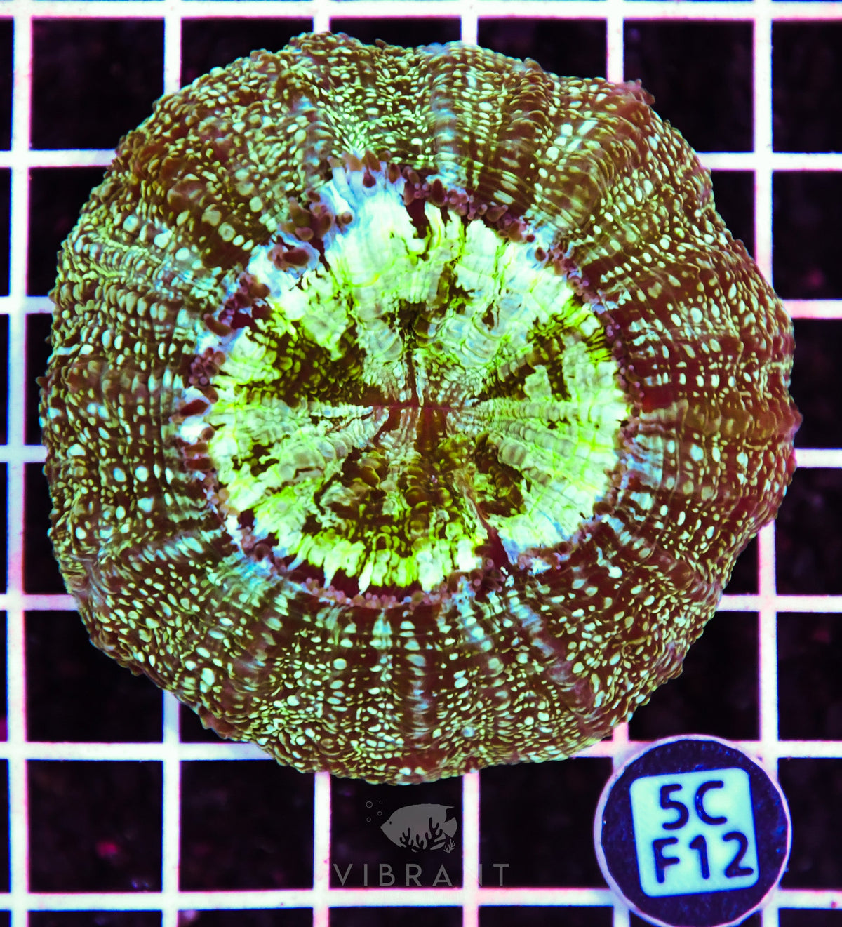 Acanthophyllia AUS