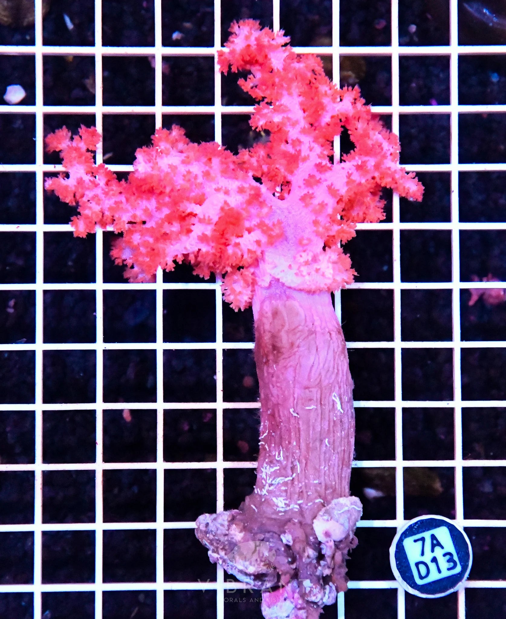 Carnation Coral INDO W