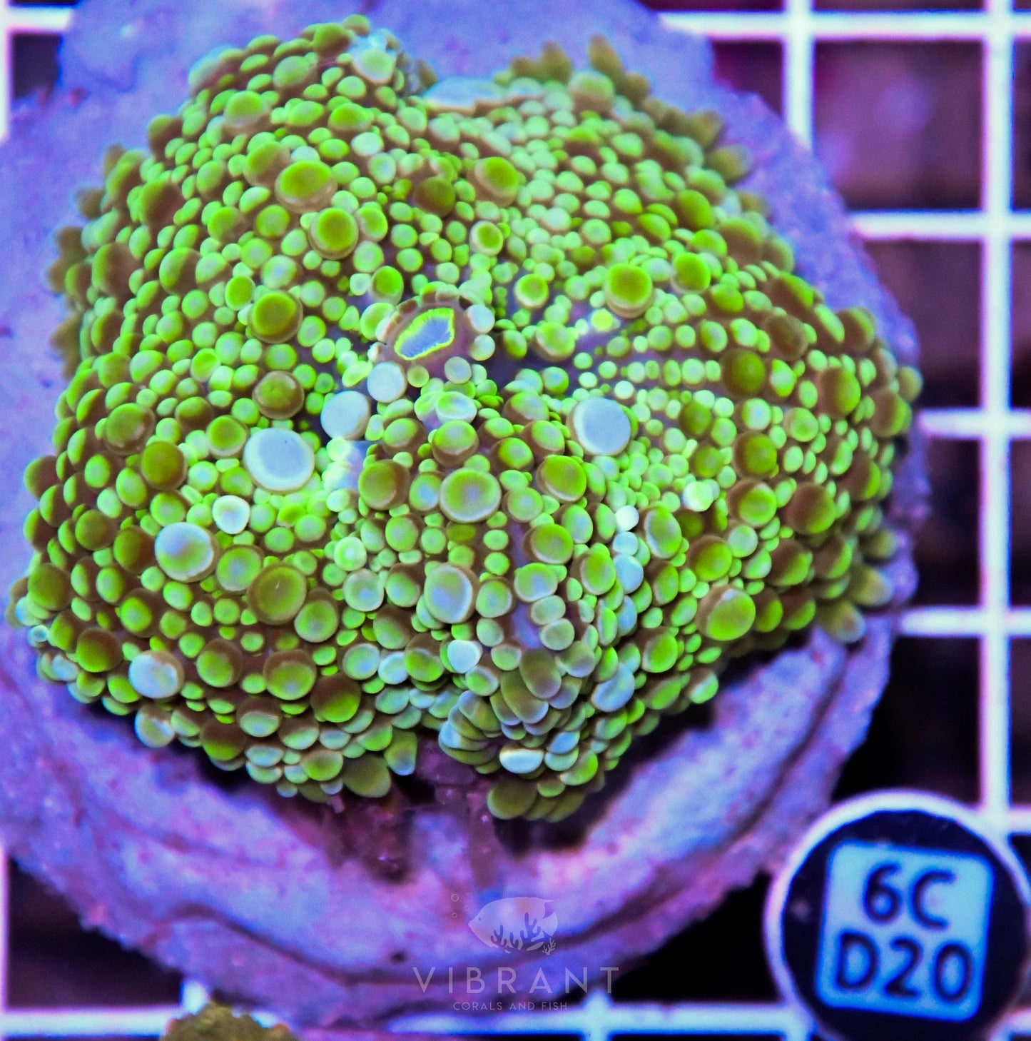 Mushroom INDO