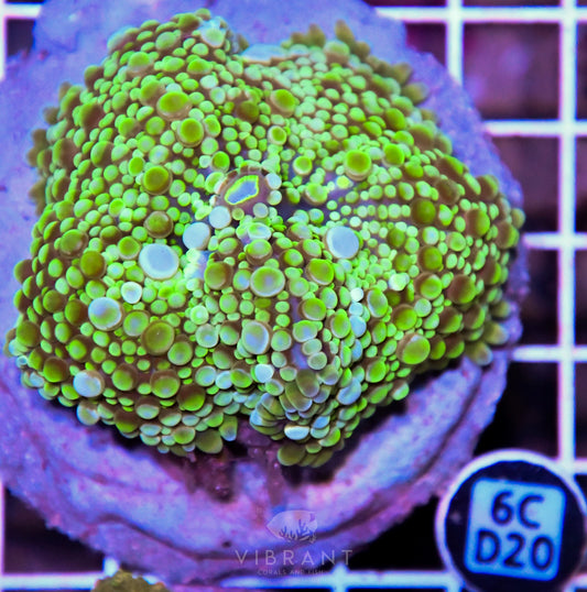 Mushroom INDO