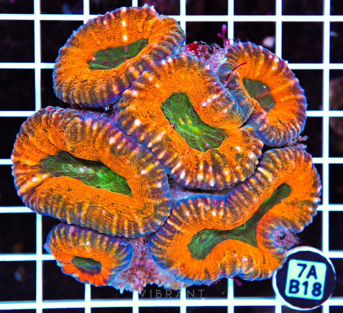 Lobophyllia AUS