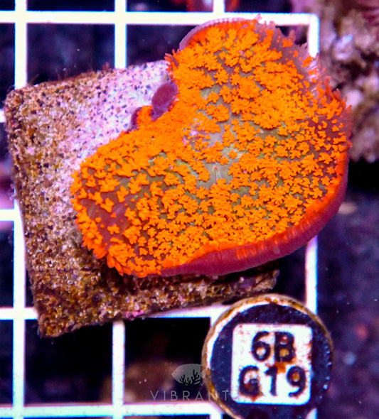 Mushroom INDO