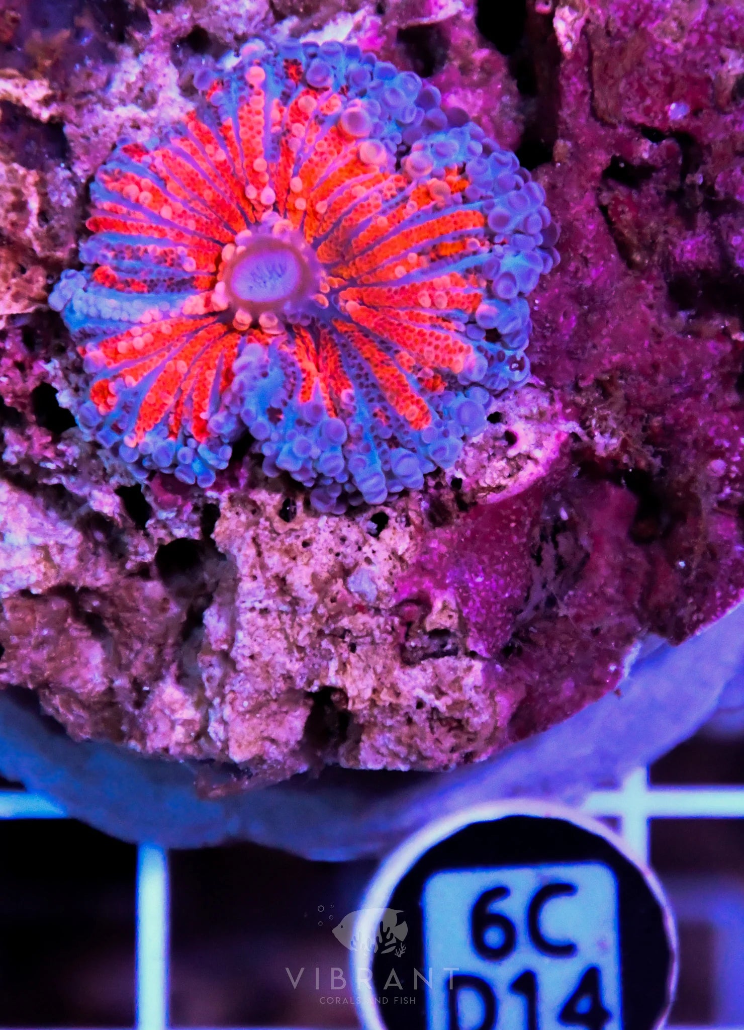 Mushroom INDO