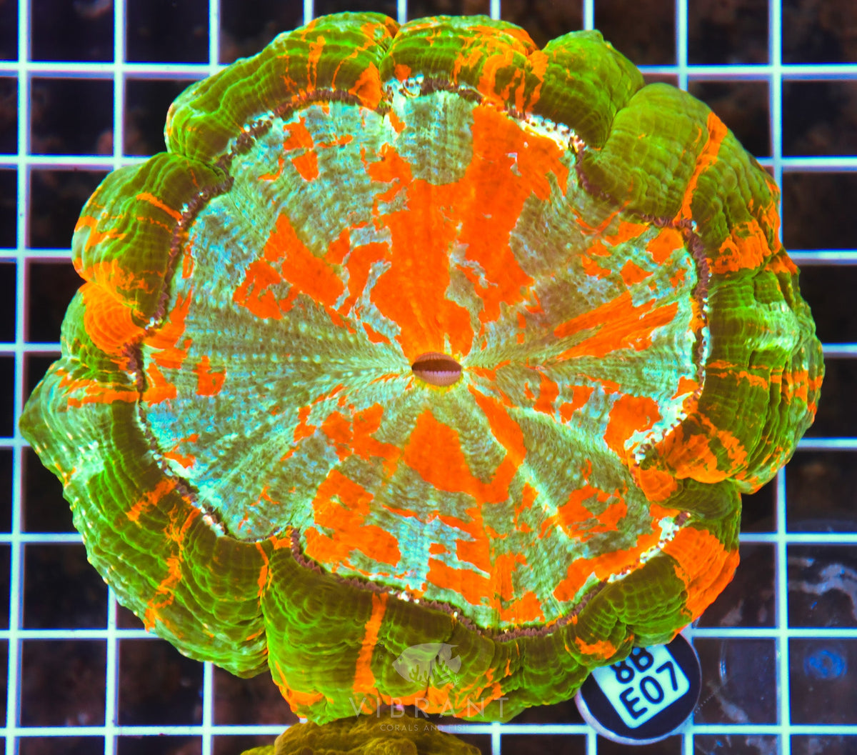 Acanthophyllia INDO