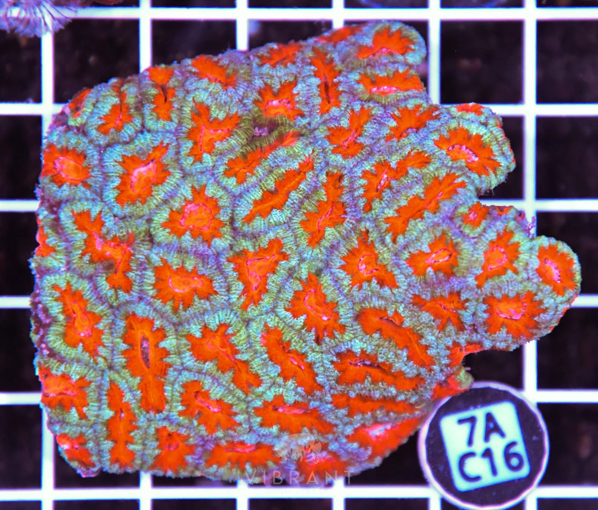Acan Lord AUS