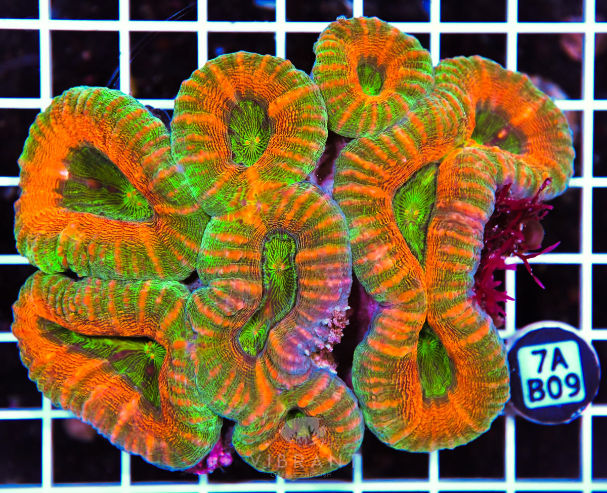 Lobophyllia AUS