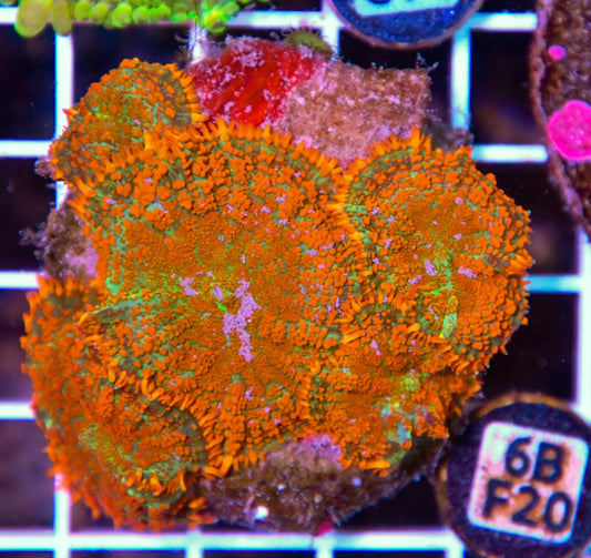 Mushroom INDO