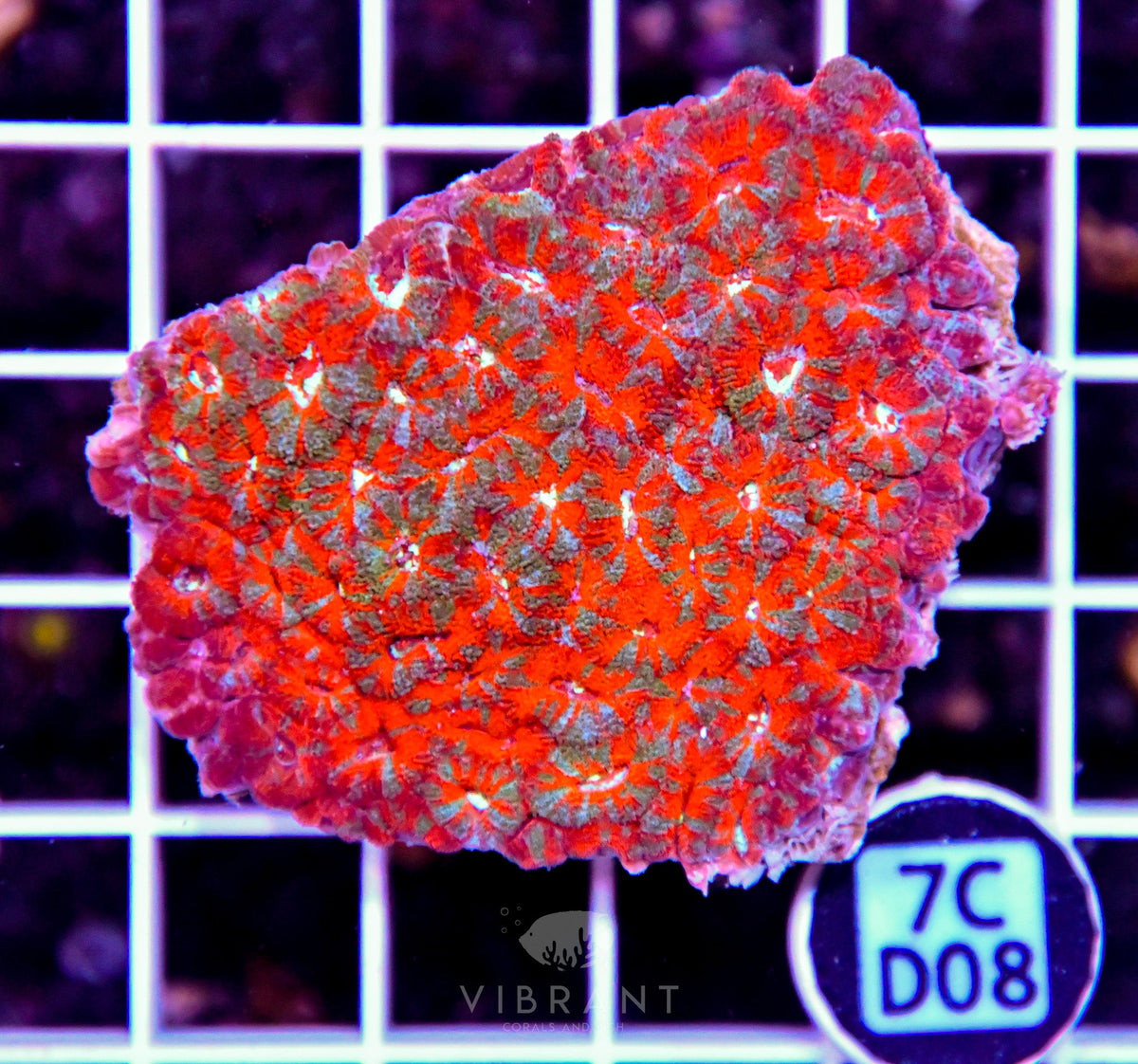 Micromussa INDO