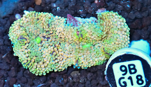 Ricordea Mushroom