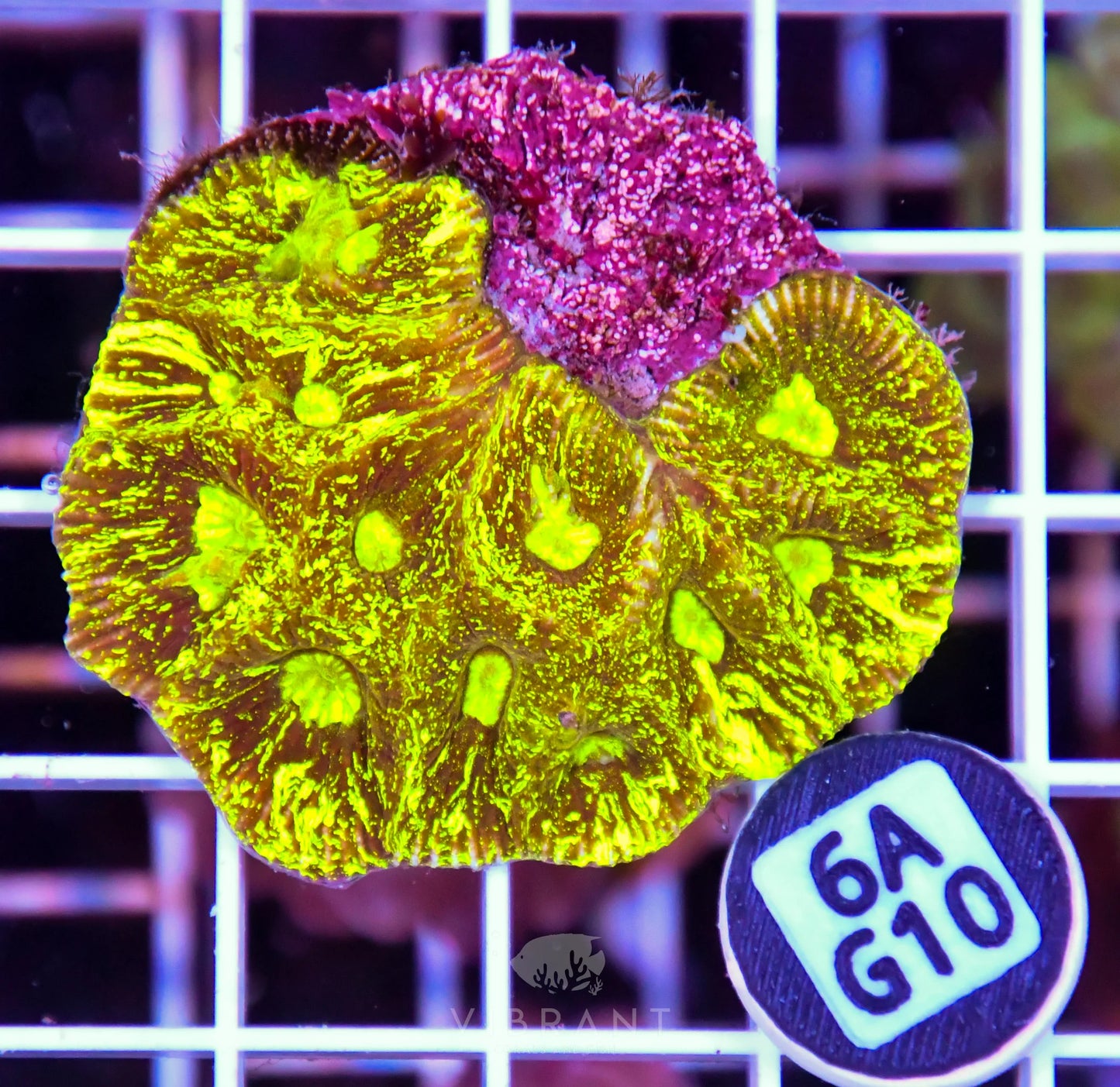 Goniastrea AUS