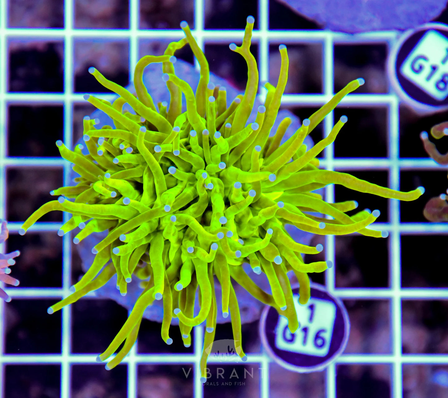 Torch INDO