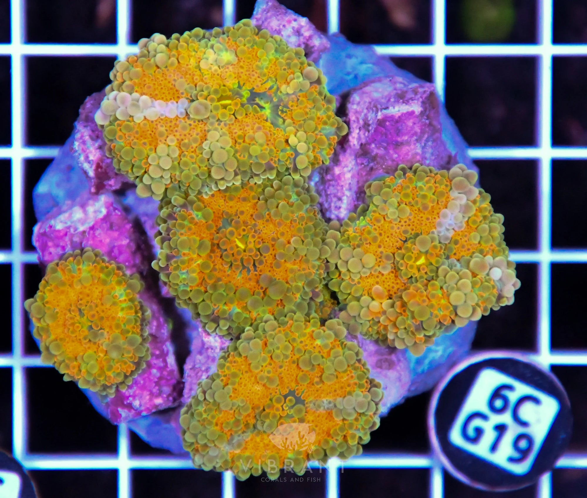 Mushroom INDO