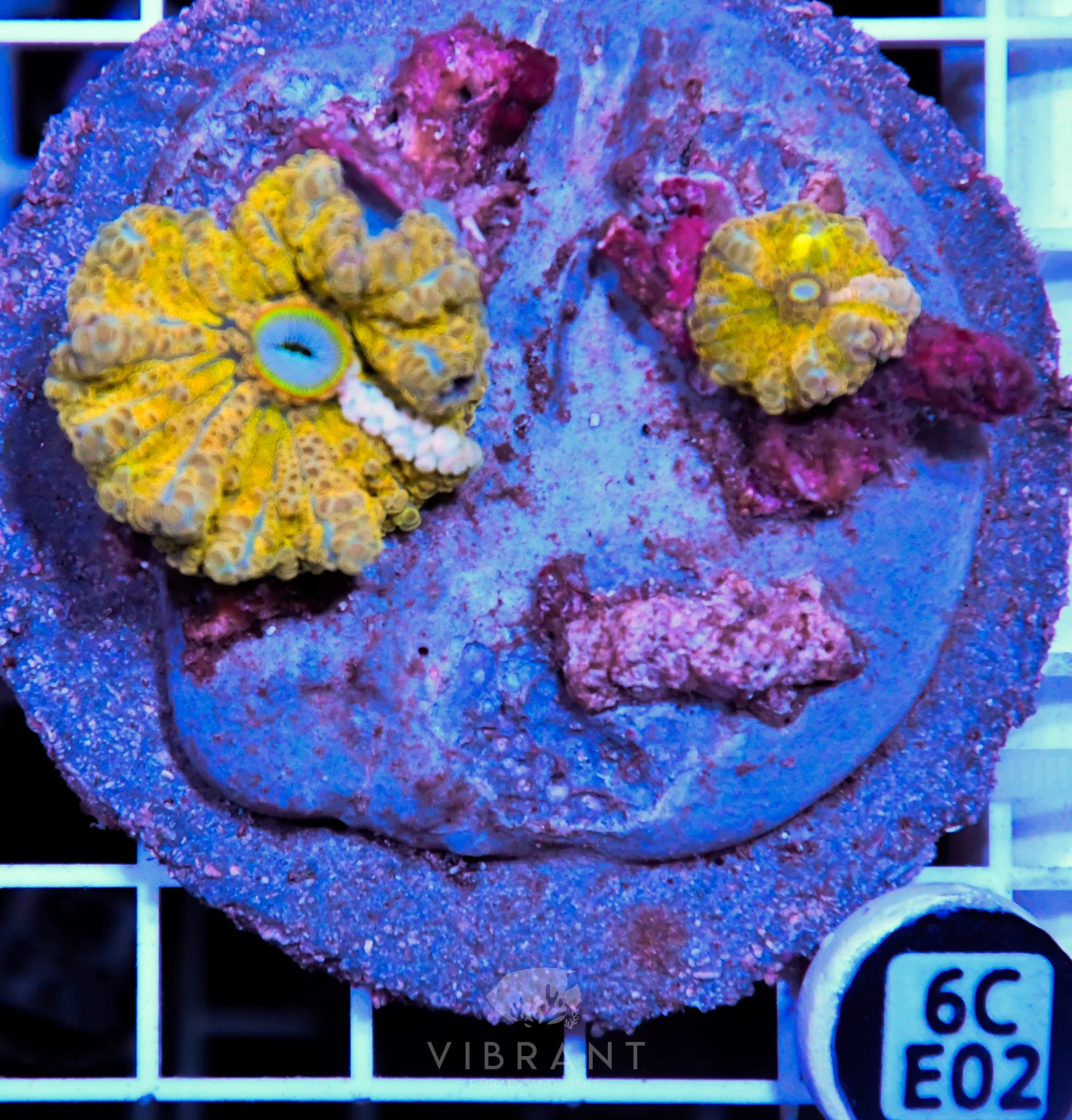 Mushroom INDO