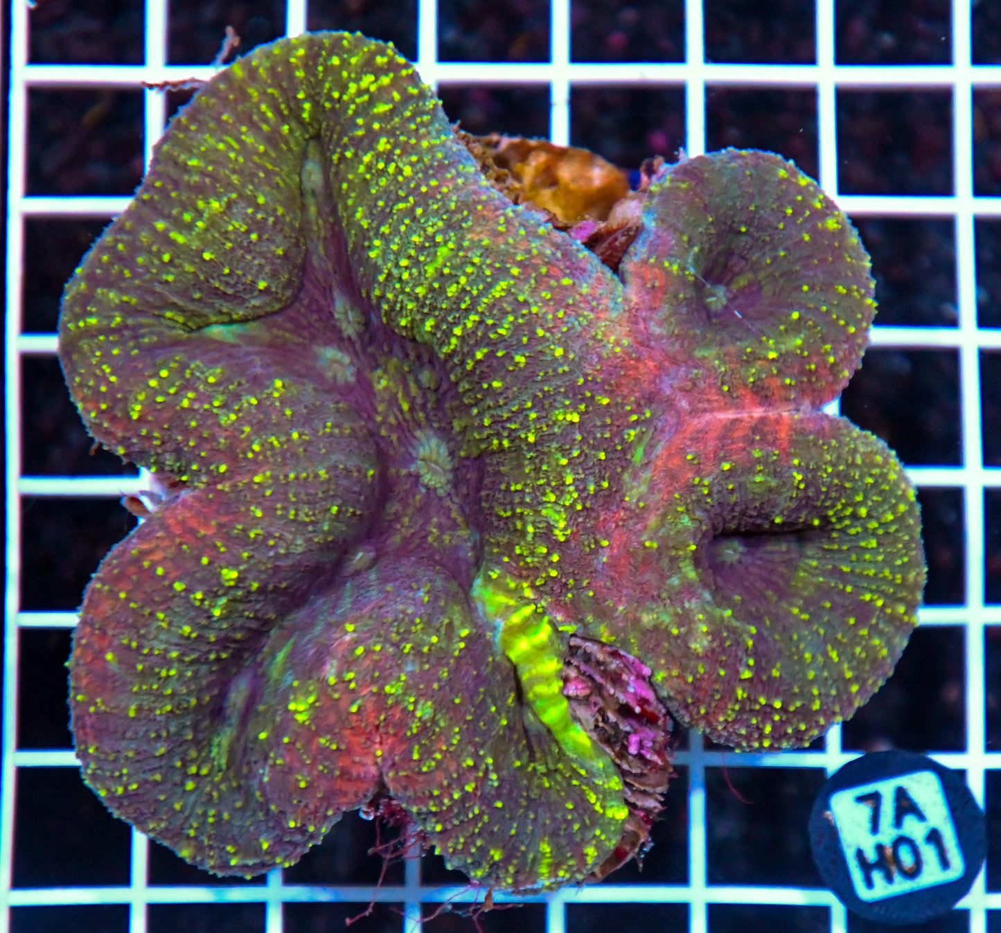 Symphyllia INDO