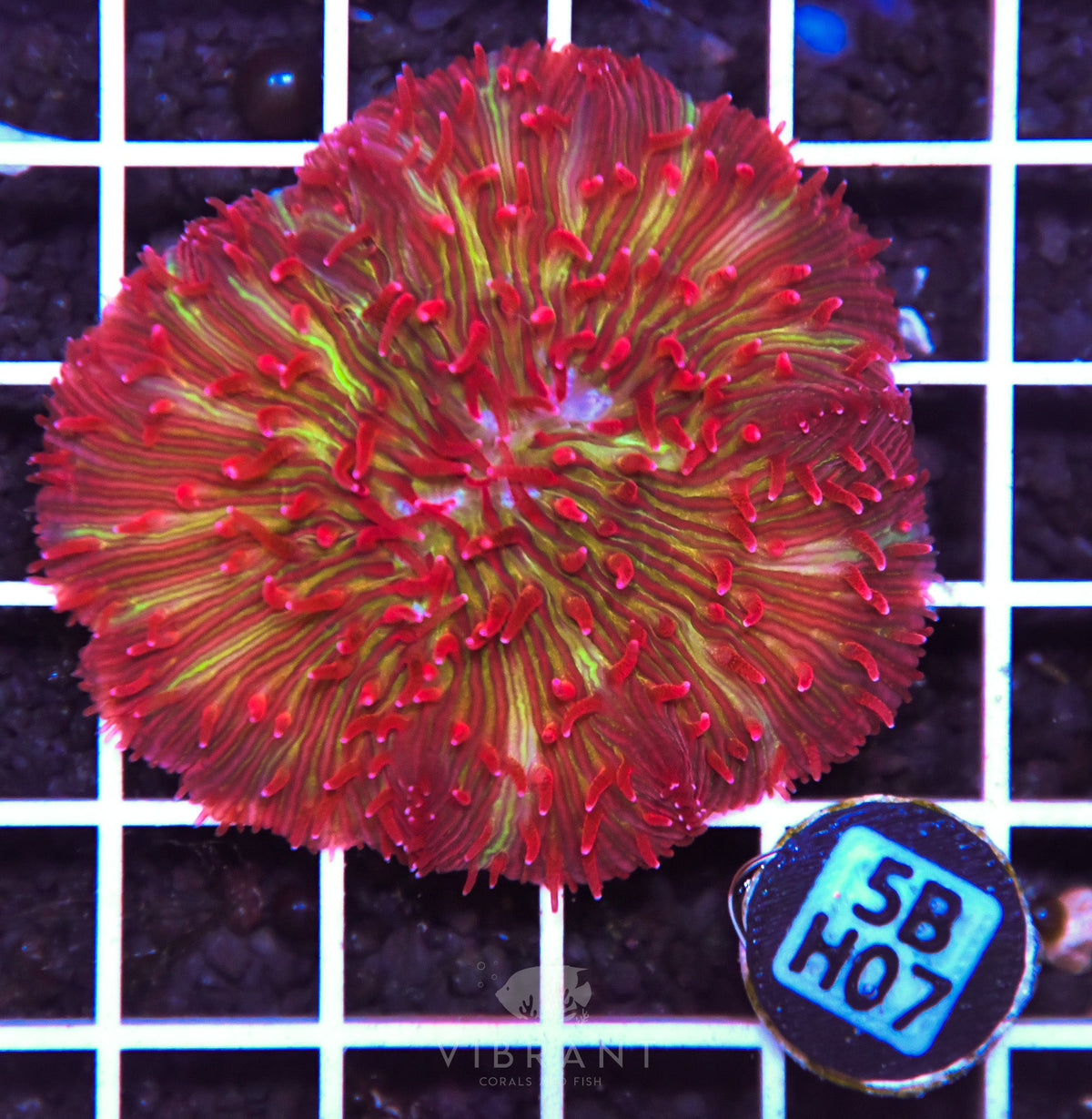 Fungia INDO