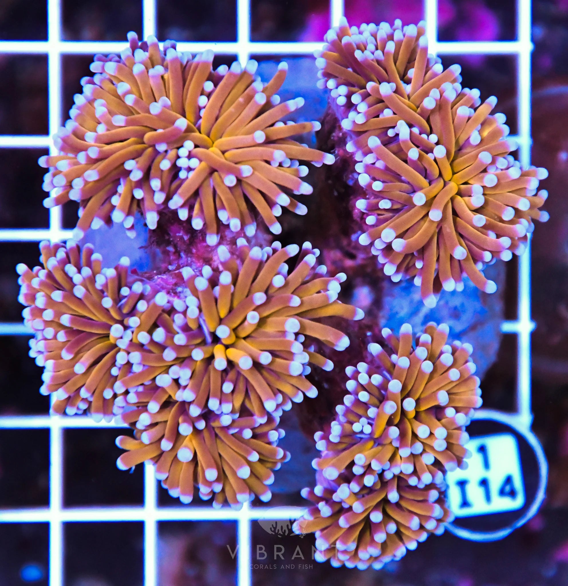 Torch INDO