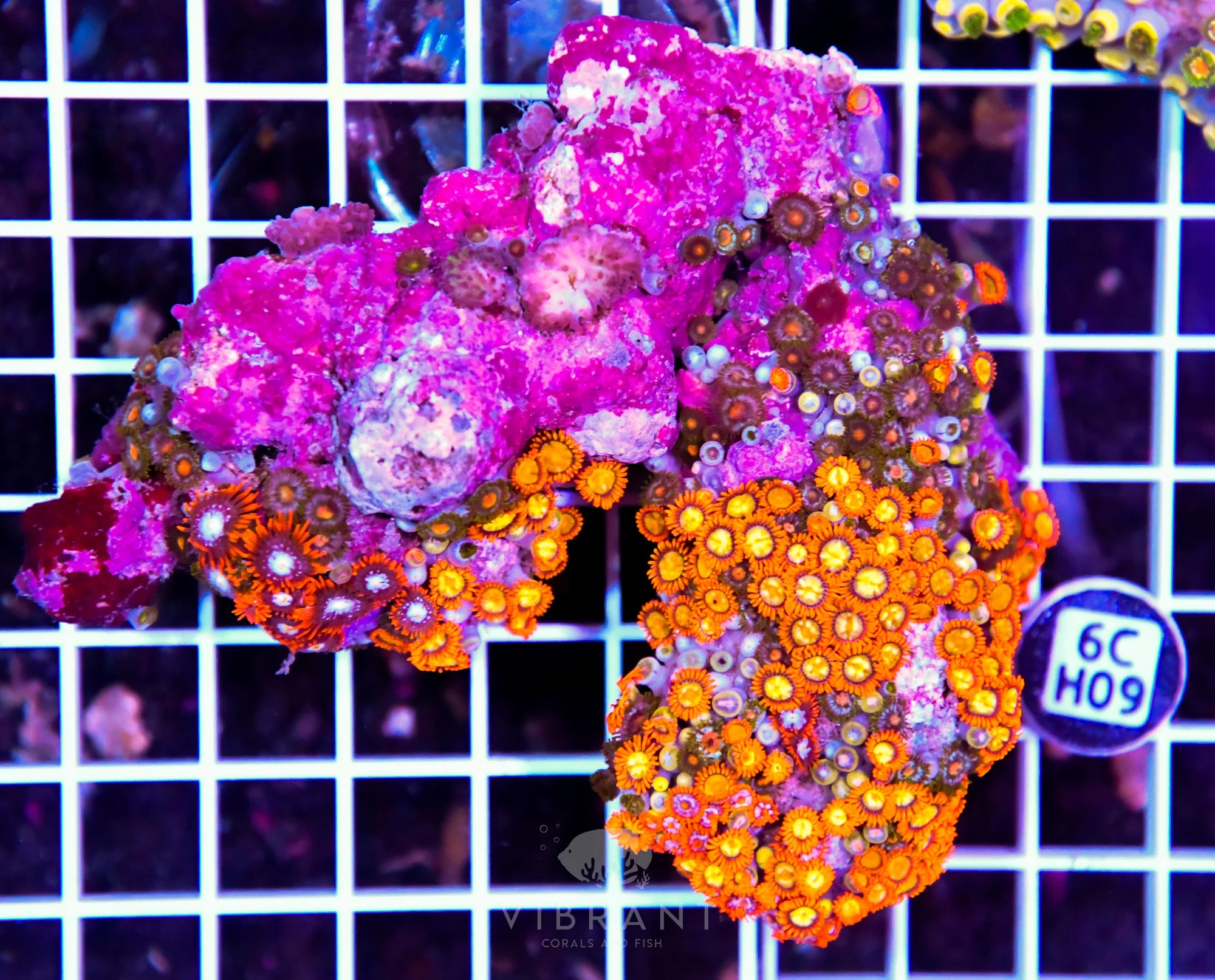 Zoa INDO W