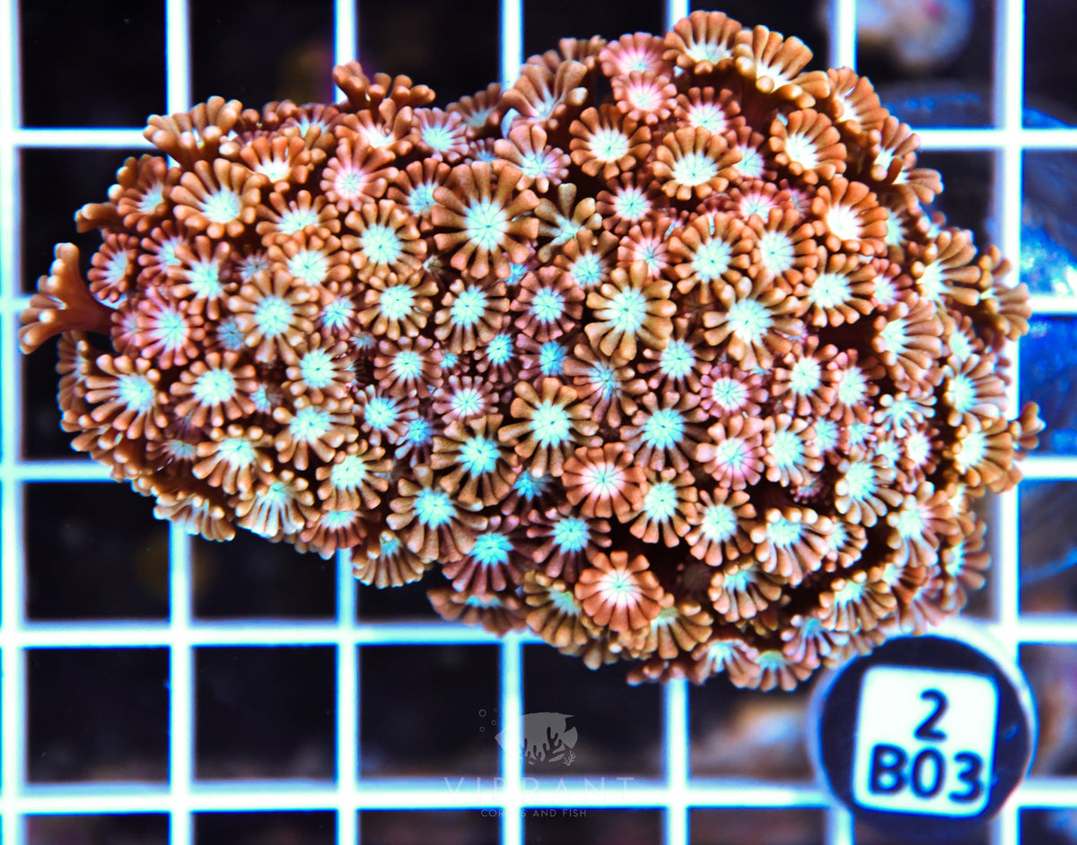 Alveopora AUS