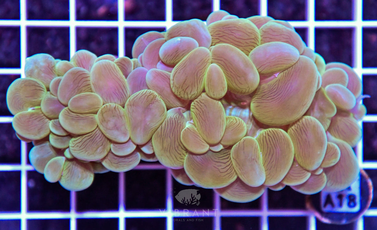 Bubble Coral AUS