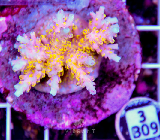 Acro INDO
