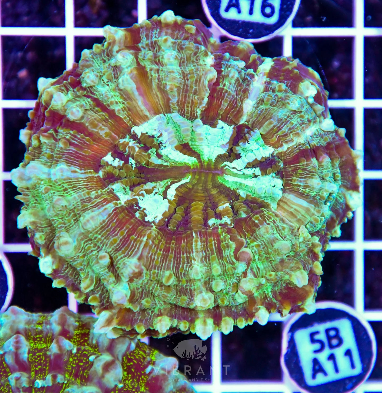 Acanthophyllia AUS