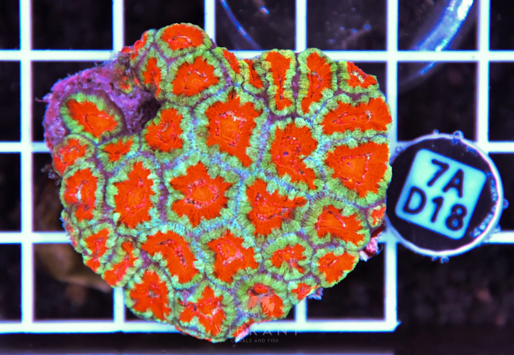 Acan Lord AUS