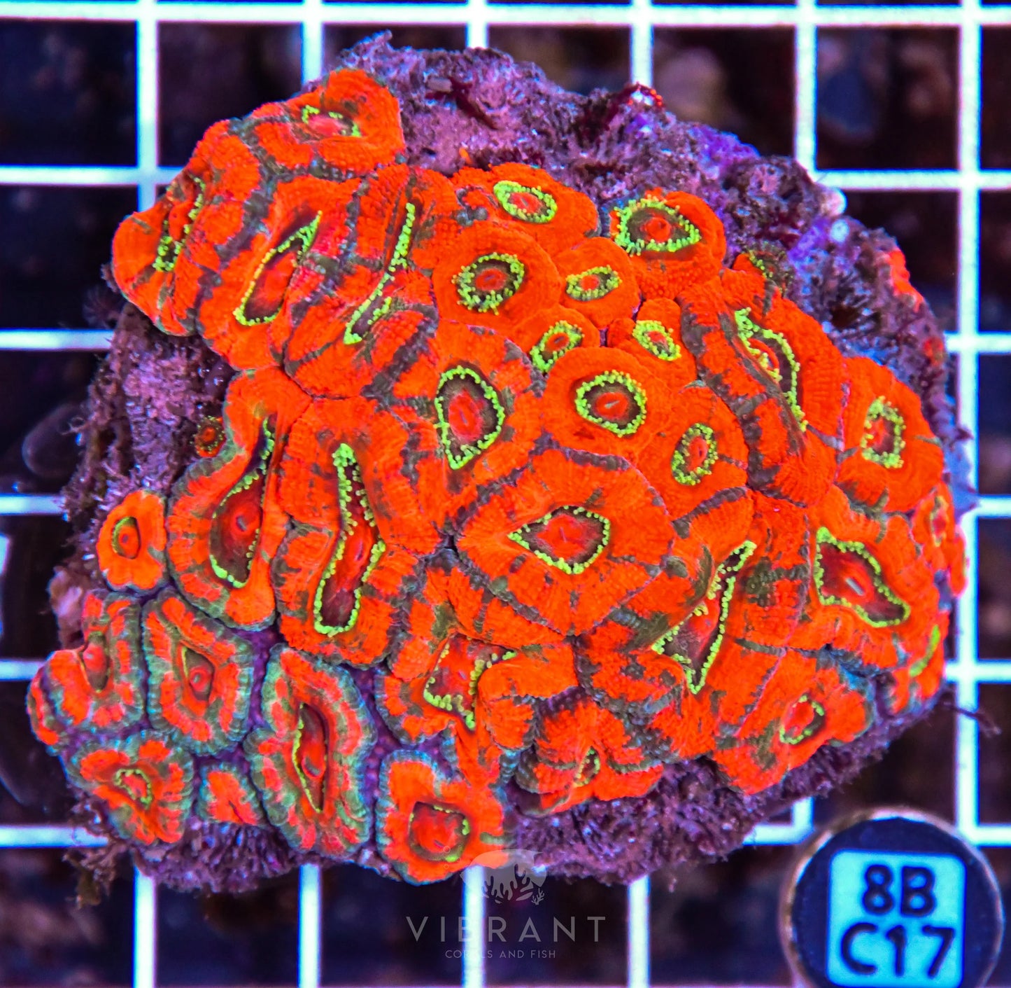 Micromussa WAUS